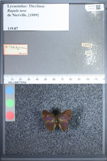 Media type: image;   Entomology 68761
